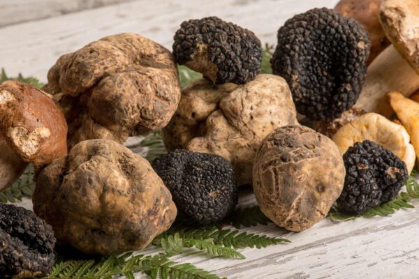 PRE-ORDER Fresh Truffles from Alba - White & Black